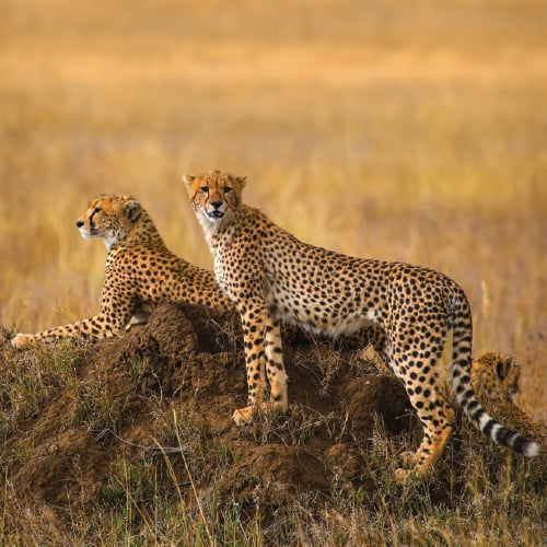tanzania Cheetah 